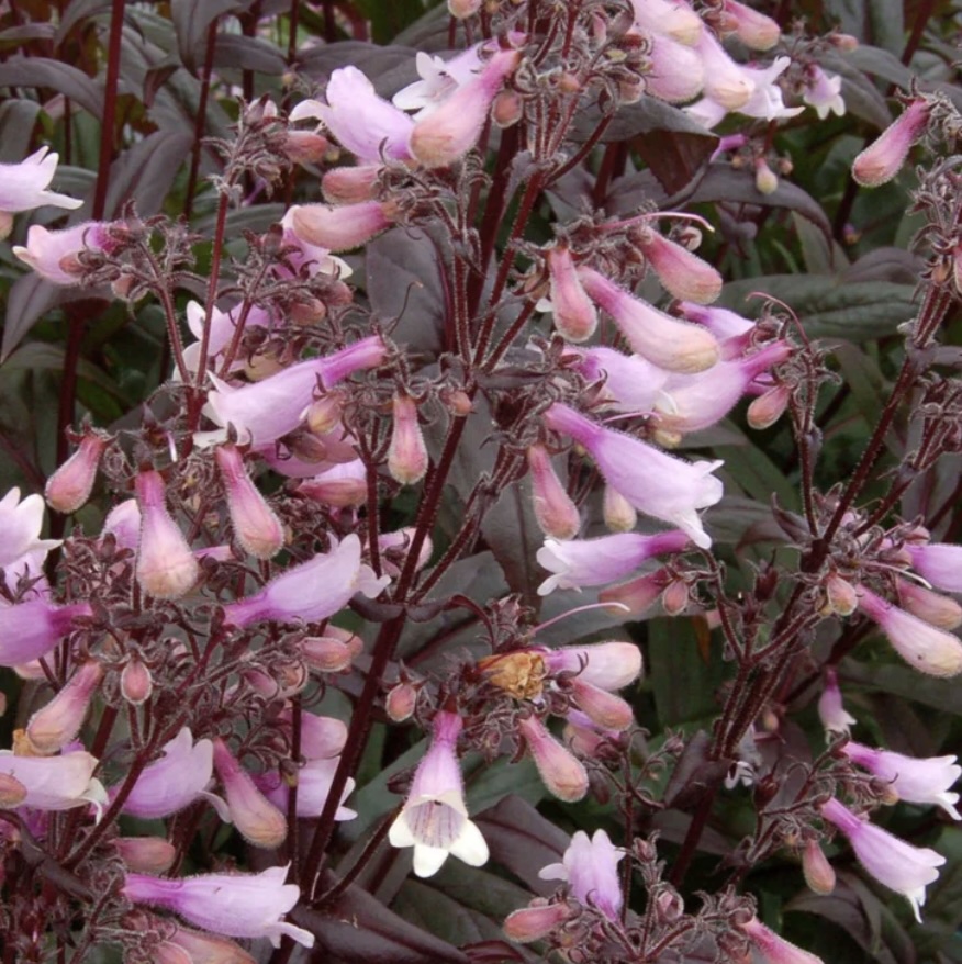 Dark Towers Penstemon 1G
