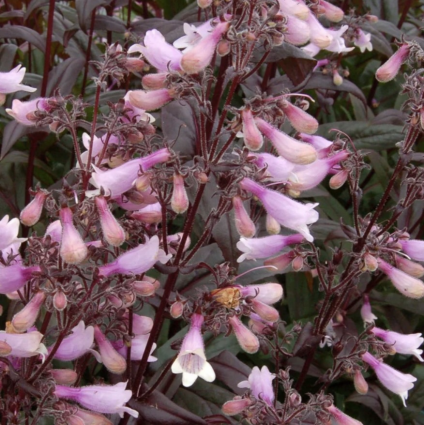 Dark Towers Penstemon 1G