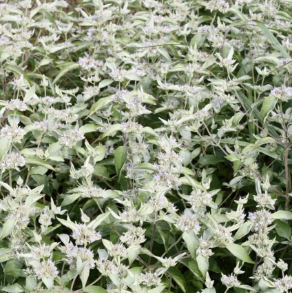 Smokey Mountain Mint 1G