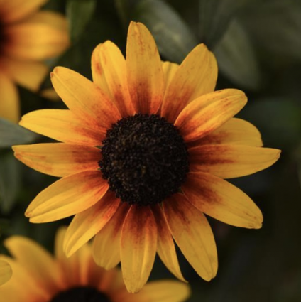 Suntacular Black Eyed Susan 1G