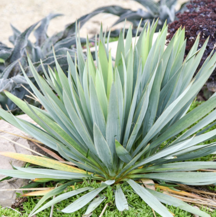 Dragon Slayer Yucca 1G