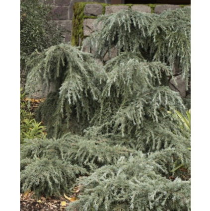 Feelin� Blue Staked Cedar 30"