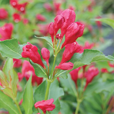 WEIGELA, SONIC BLOOM RED 3-5 GAL