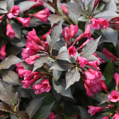 WEIGELA, SPILLED WINE 3-5 GALLON