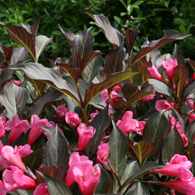 WEIGELA, WINE & ROSES 2 GALLON