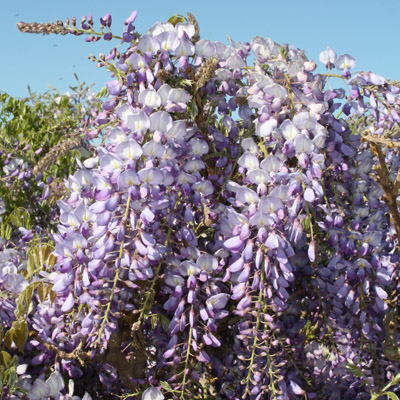 WISTERIA, LAVENDER FALLS STK 3-5