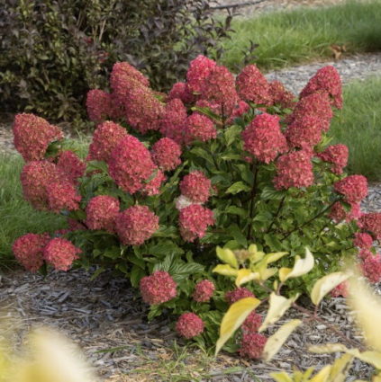 Spring Sizzle&reg; Panicle Hydrangea 3-5G