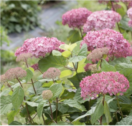 Invincibelle&reg; Spirit II Smooth Hydrangea 3-5G