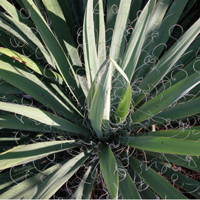 YUCCA, ADAMS NEEDLE 3-5 GALLON