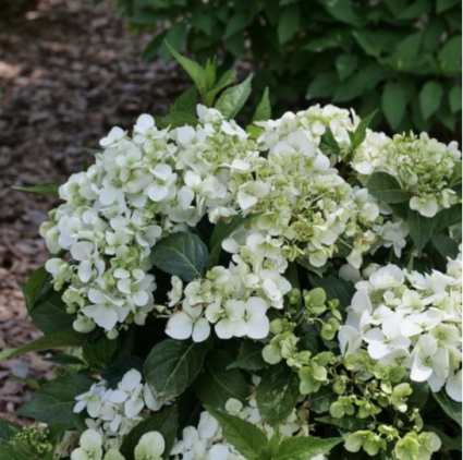 Fairytrail&reg; White Cascade Hydrangea 8"