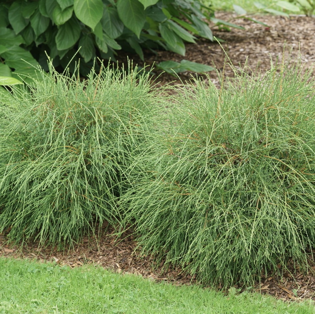 Whip It Good&reg; Arborvitae 2G