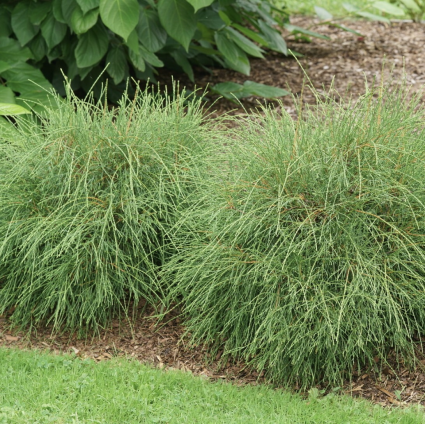 Whip It Good&reg; Arborvitae 2G