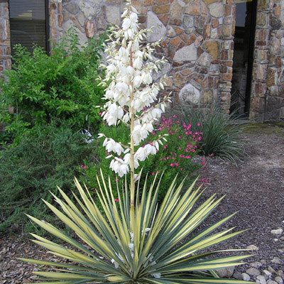 Color Guard Yucca 2G