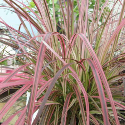 GRASS, FIREWORKS FOUNTAIN 1 GAL