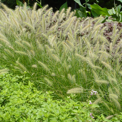 GRASS, HAMELN FOUNTAIN DWF. 3-5G