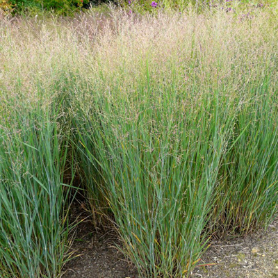 GRASS, HEAVY METAL 3-5 GALLON