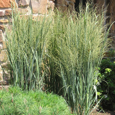 Northwind Switch Grass 2G