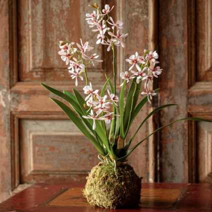 Variegated Pink Mini Orchid on Large Moss Ball 19"
