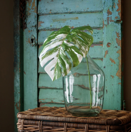 Variegated Monstera Leaf  Stem 31"