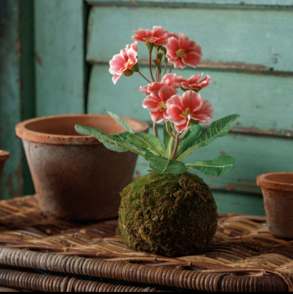Deep Pink Primrose in Moss Ball 12"