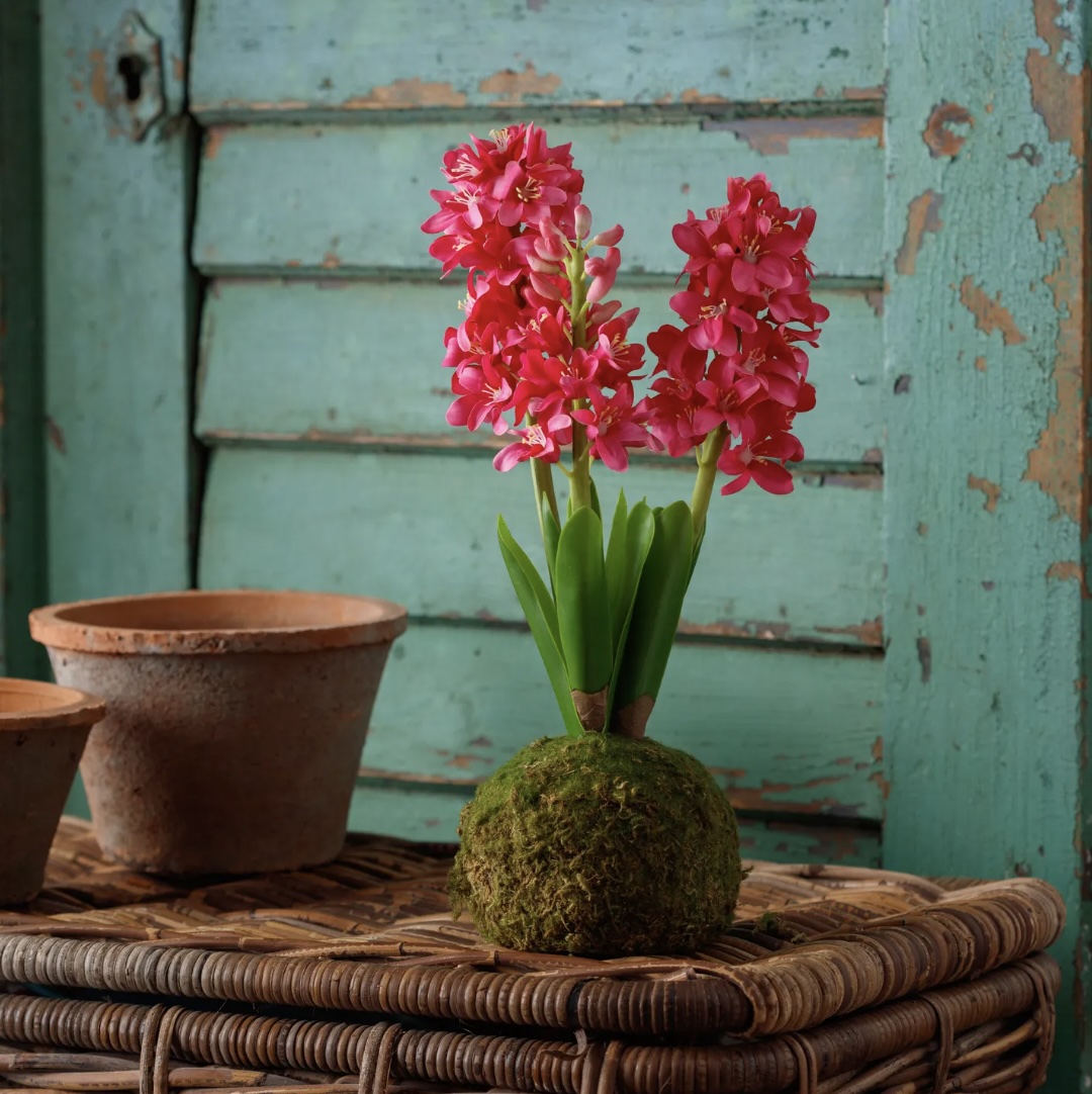 Fuchsia Hyacinth in Moss Ball 15"