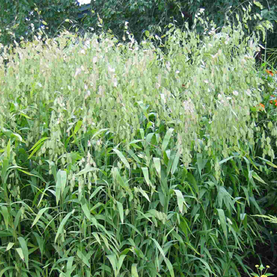 GRASS, NORTHERN SEA OATS 1 GAL