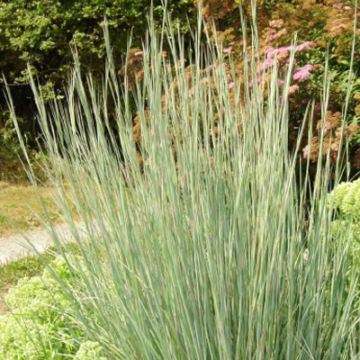 Prairies Blues Little Bluestem Grass 1G