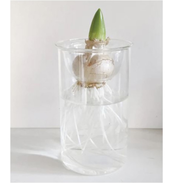 Short Glass Bulb Vase 5.1"