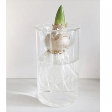 Short Glass Bulb Vase 5.1"