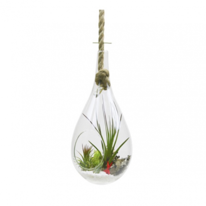 Glass and Rope Hanging Terrarium 11"