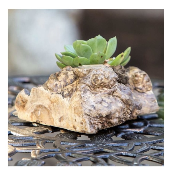 Coffee Root Succulent Pot 7"