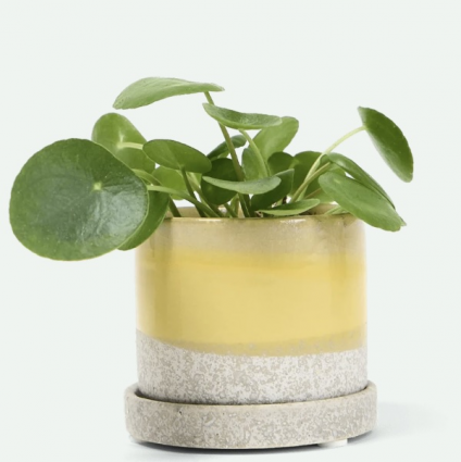 Boombastic Minute Ceramic Pot with Saucer 5″