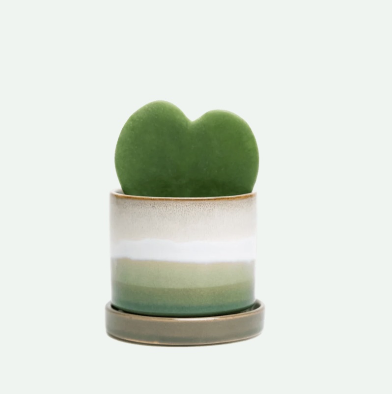 Green Layers Minute Ceramic Pot with Saucer 5"