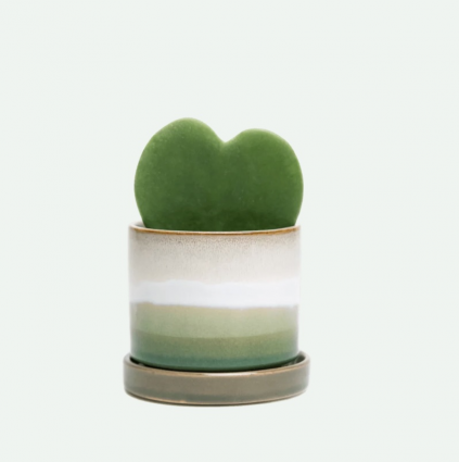 Green Layers Minute Ceramic Pot with Saucer 5"