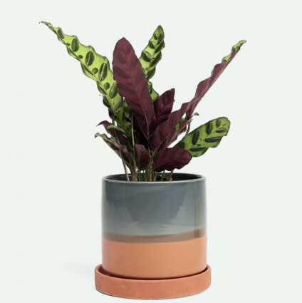 Terracotta Minute Ceramic Pot with Saucer 5"