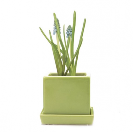 Greenery Cube Ceramic Pot with Saucer 3″