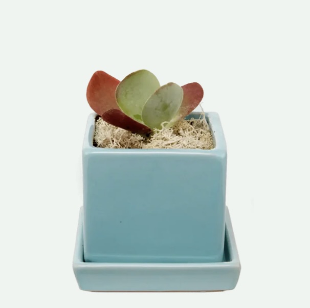 Mint Cube Ceramic Pot with Saucer 3″