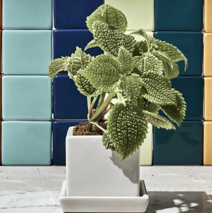 White Cube Ceramic Pot with Saucer 3"