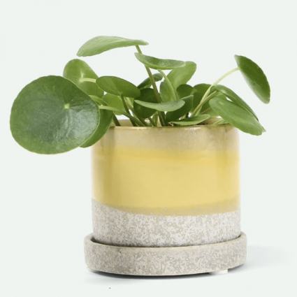 Boombastic Minute Ceramic Pot with Saucer 3"