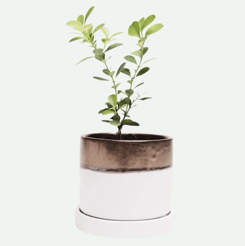 Bronze White Minute Ceramic Pot with Saucer 3"