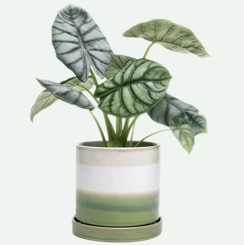 Green Cement Minute Ceramic Pot with Saucer 3"