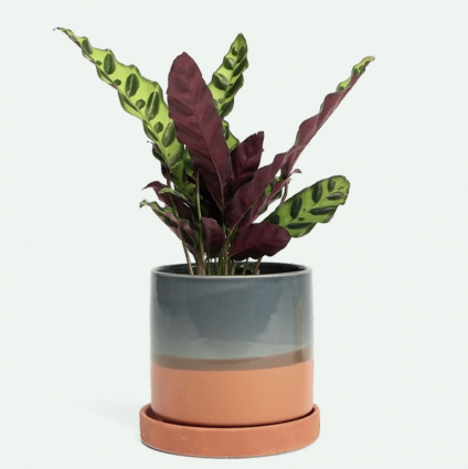 Terracotta Minute Ceramic Pot with Saucer 3"