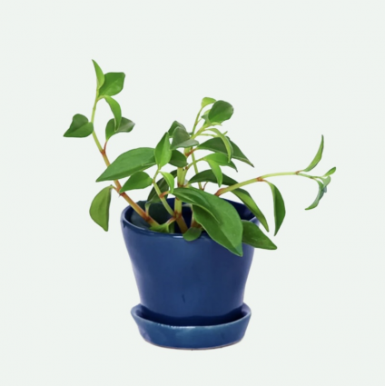 Cobalt Tika Ceramic Pot with Saucer 3"