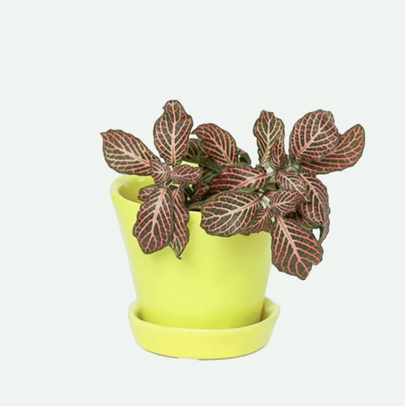 Green Sheen Tika Ceramic Pot with Saucer 3"