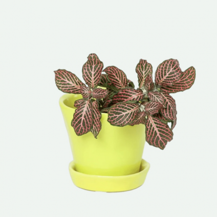 Green Sheen Tika Ceramic Pot with Saucer 3"