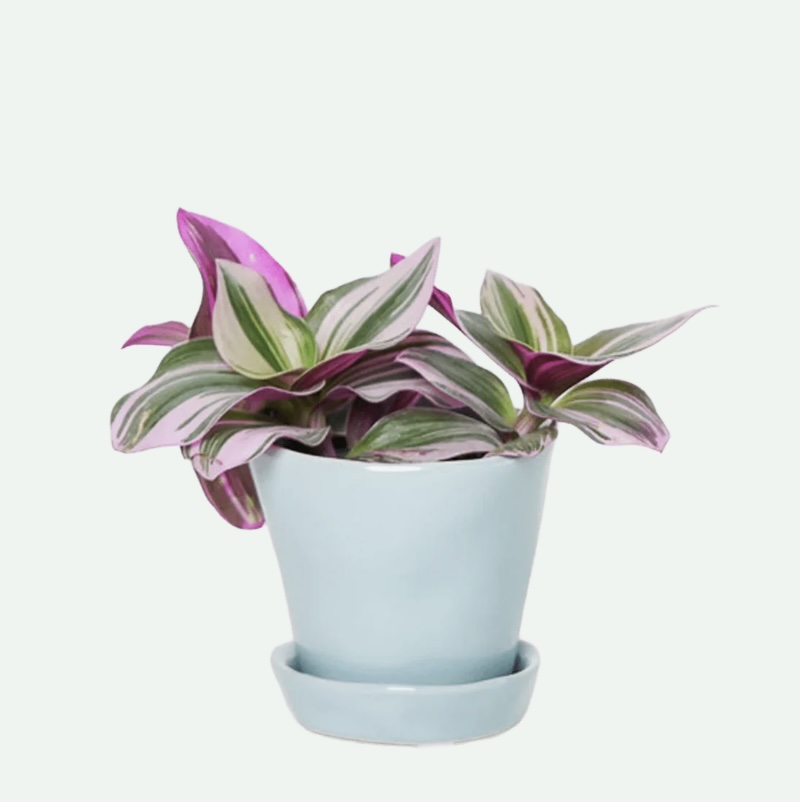 New Grey Tika Ceramic Pot with Saucer 3″