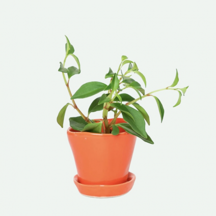 Orange Tika Ceramic Pot with Saucer 3″