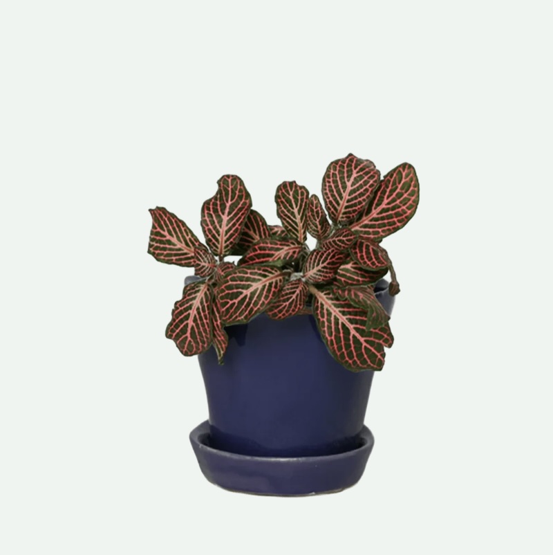 Ultra Violet Tika Ceramic Pot with Saucer 3"