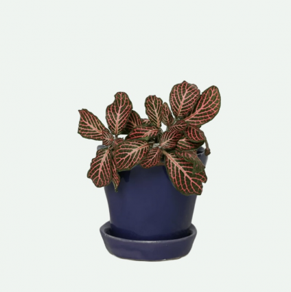 Ultra Violet Tika Ceramic Pot with Saucer 3"