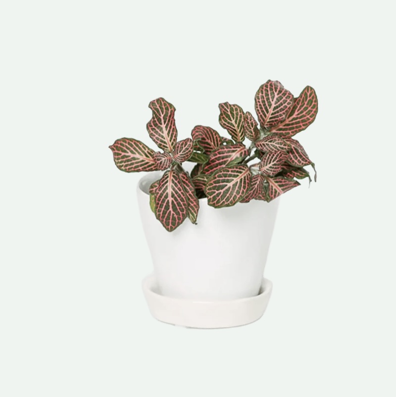 White Tika Ceramic Pot with Saucer 3"